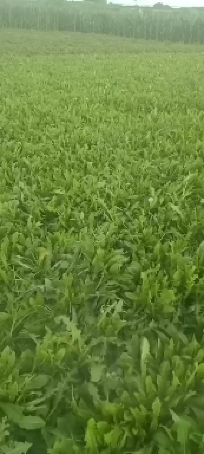 蒲公英种子，婆婆丁种子，，5斤以上非边远地区包邮！