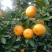 本地早自己种20亩可以上市了，口感很好，细皮嫩肉