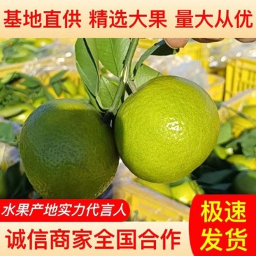 皇帝柑皇帝柑贡柑贡柑皮薄多汁清甜爽口全国发货大量供应