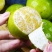 皇帝柑皇帝柑贡柑贡柑皮薄多汁清甜爽口全国发货大量供应