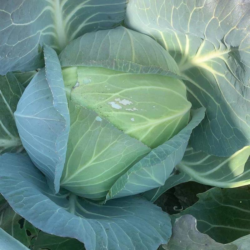茴子白，绿色无公害茴子白，种植十几亩