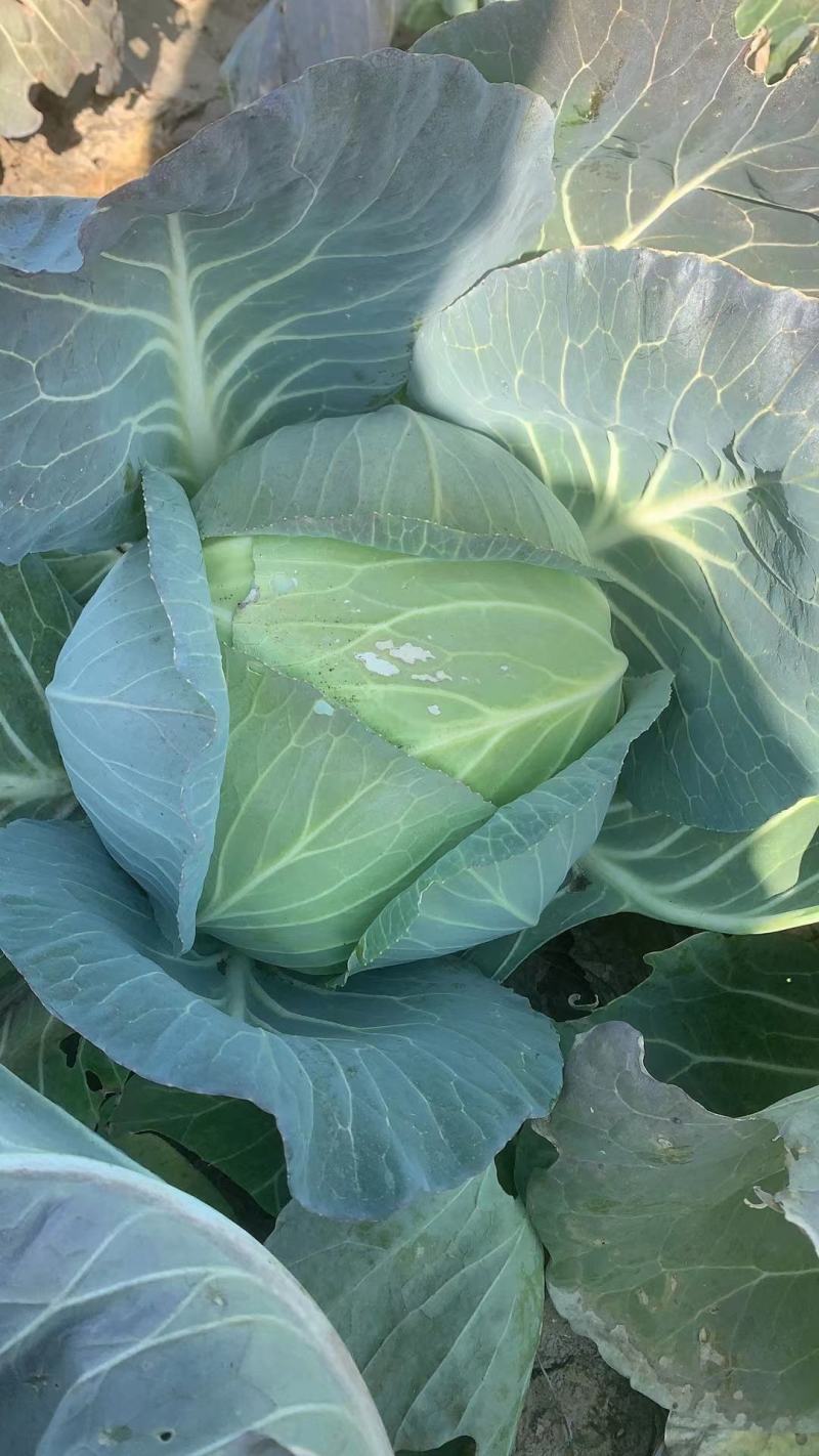 茴子白，绿色无公害茴子白，种植十几亩