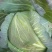 茴子白，绿色无公害茴子白，种植十几亩