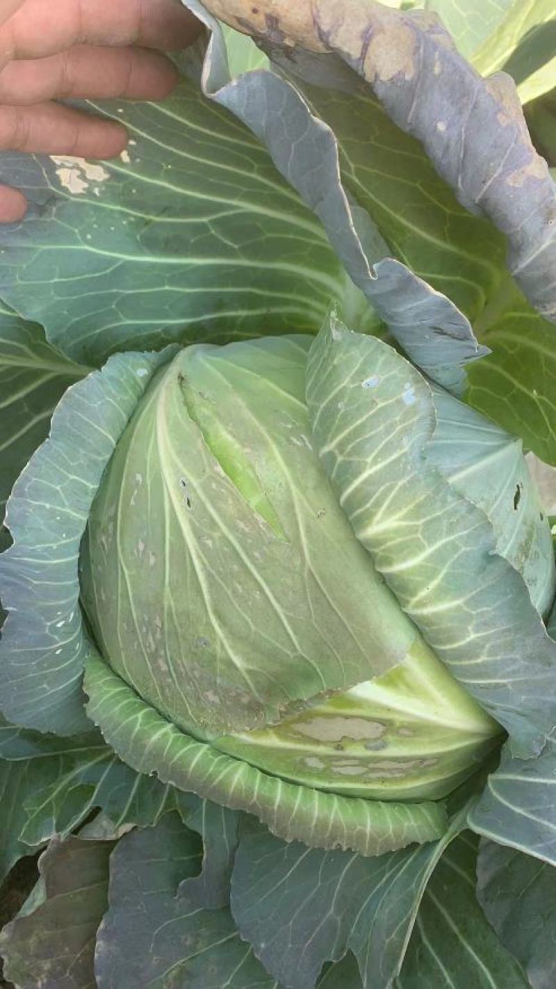 茴子白，绿色无公害茴子白，种植十几亩