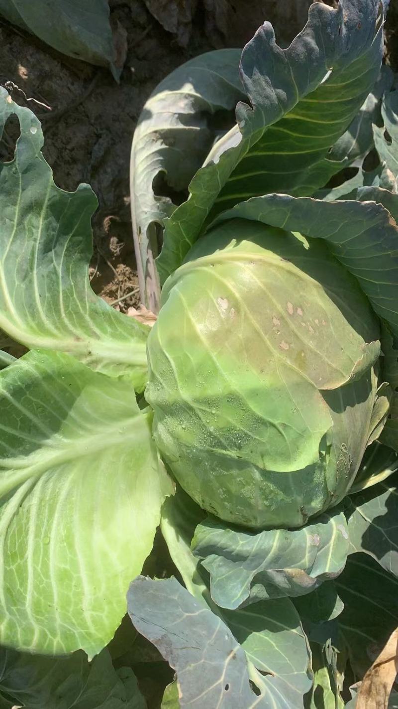 茴子白，绿色无公害茴子白，种植十几亩