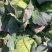 茴子白，绿色无公害茴子白，种植十几亩