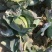 茴子白，绿色无公害茴子白，种植十几亩