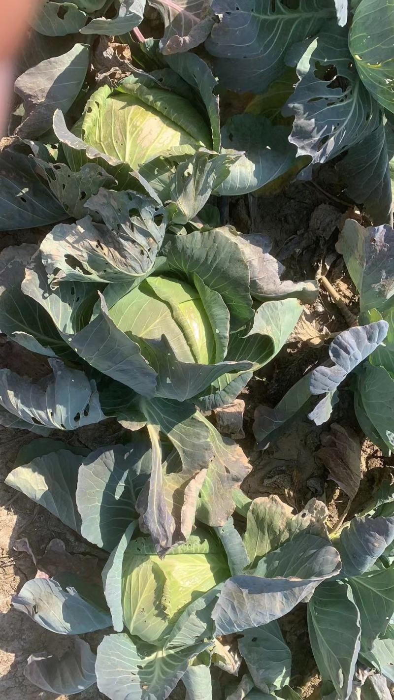 茴子白，绿色无公害茴子白，种植十几亩