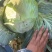 茴子白，绿色无公害茴子白，种植十几亩