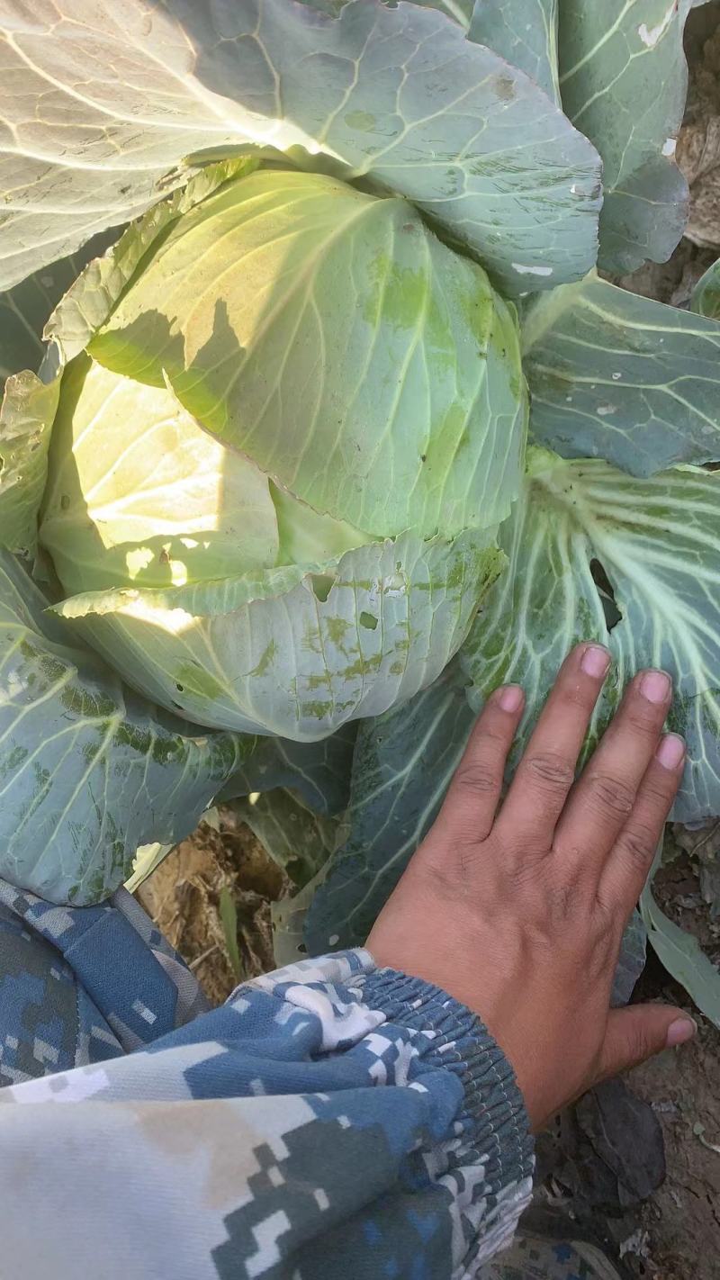 茴子白，绿色无公害茴子白，种植十几亩