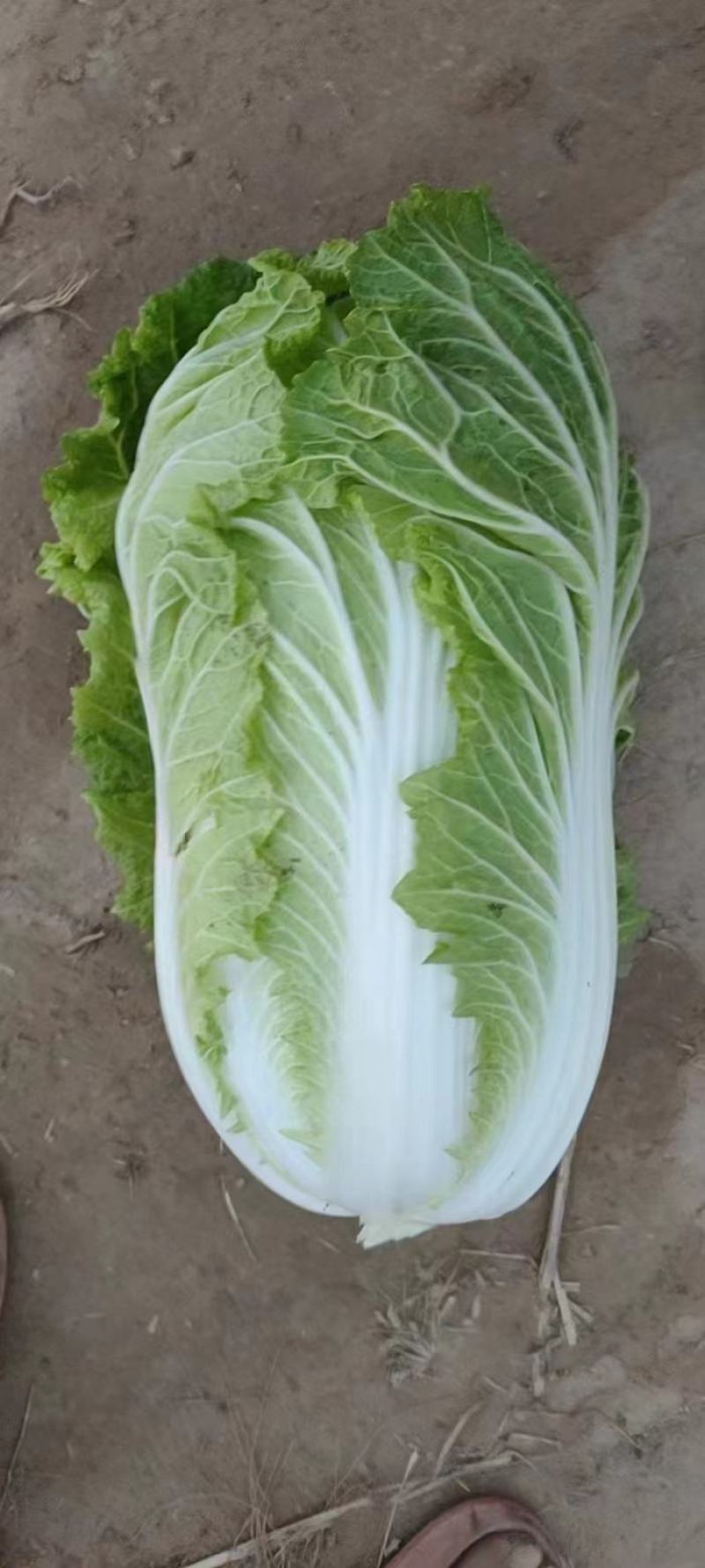 精品黄心大白菜产地直供，一手货源，代发全国！