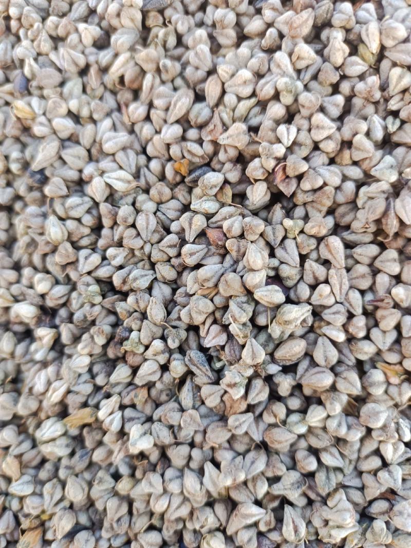 苦荞大量上市需要的联系