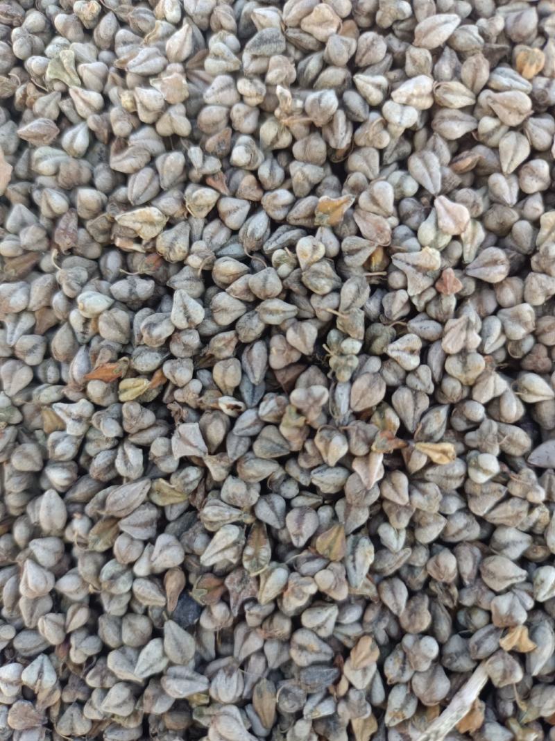 苦荞大量上市需要的联系