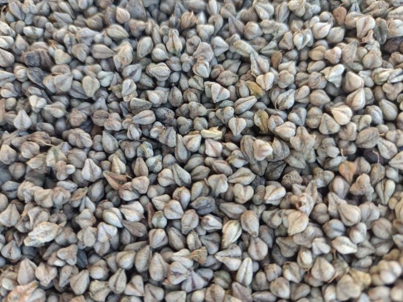 苦荞大量上市需要的联系