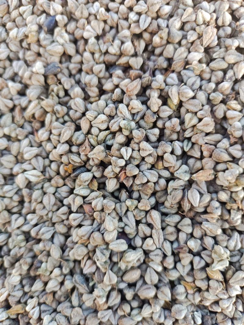 苦荞大量上市需要的联系