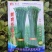 新育苔韭种子韭菜种籽韭菜苔富生耐寒高产抗病四季苔韭种子