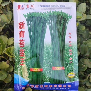 新育苔韭种子韭菜种籽韭菜苔富生耐寒高产抗病四季苔韭种子