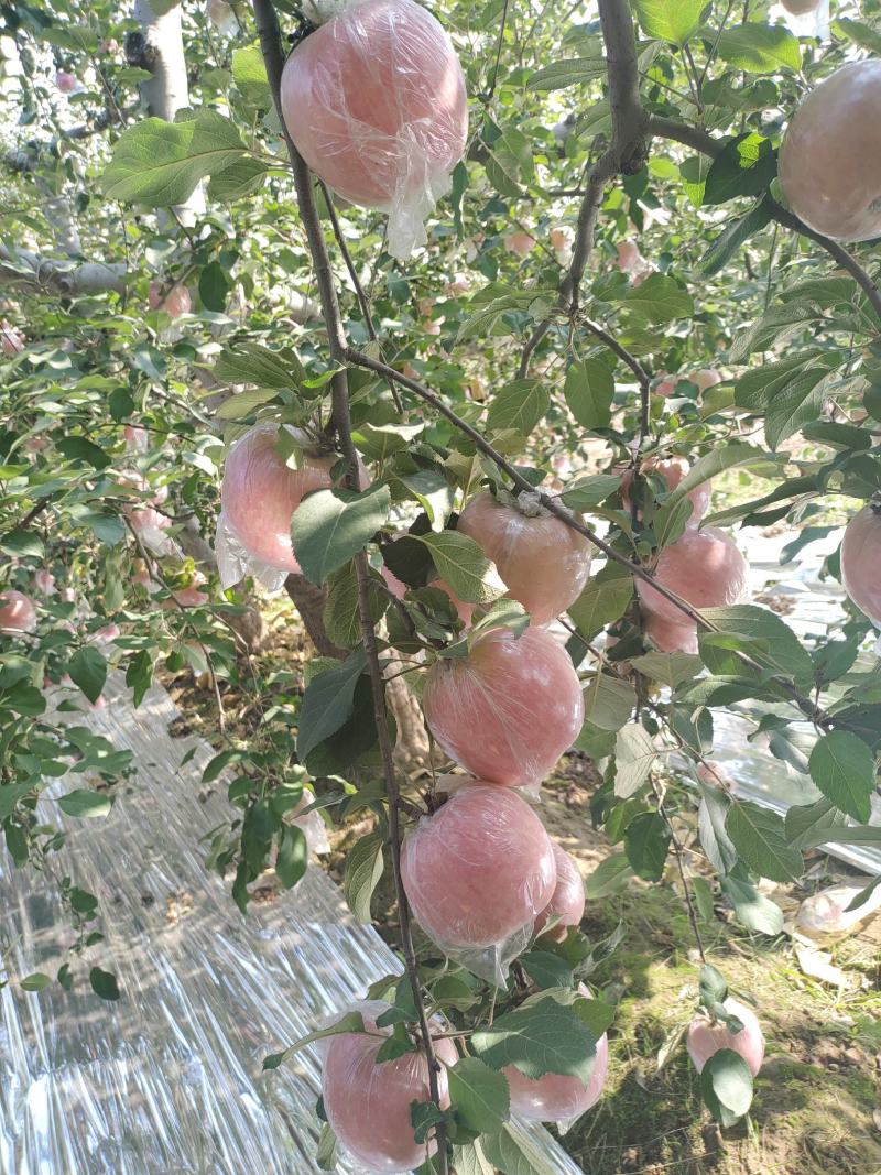 山西运城市纸加莫苹果大量上市。