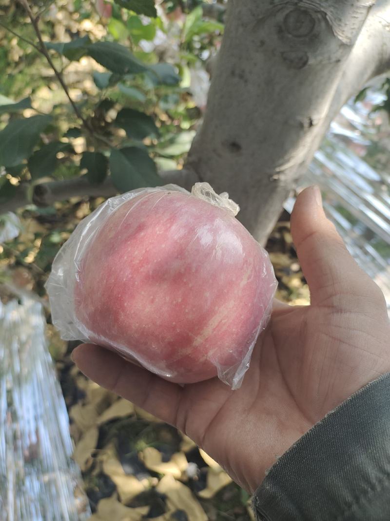 山西运城市纸加莫苹果大量上市。
