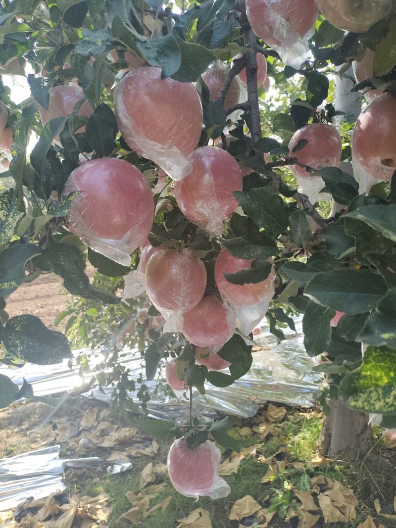 山西运城市纸加莫苹果大量上市。