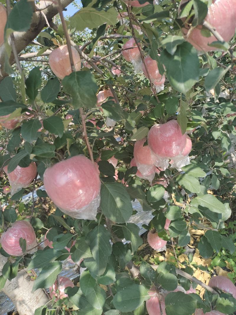 山西运城市纸加莫苹果大量上市。