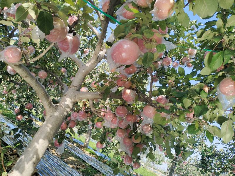 山西运城市纸加莫苹果大量上市。