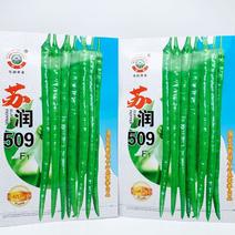 苏润509长线椒辣椒种子早熟绿色加长果条椒种原装发货