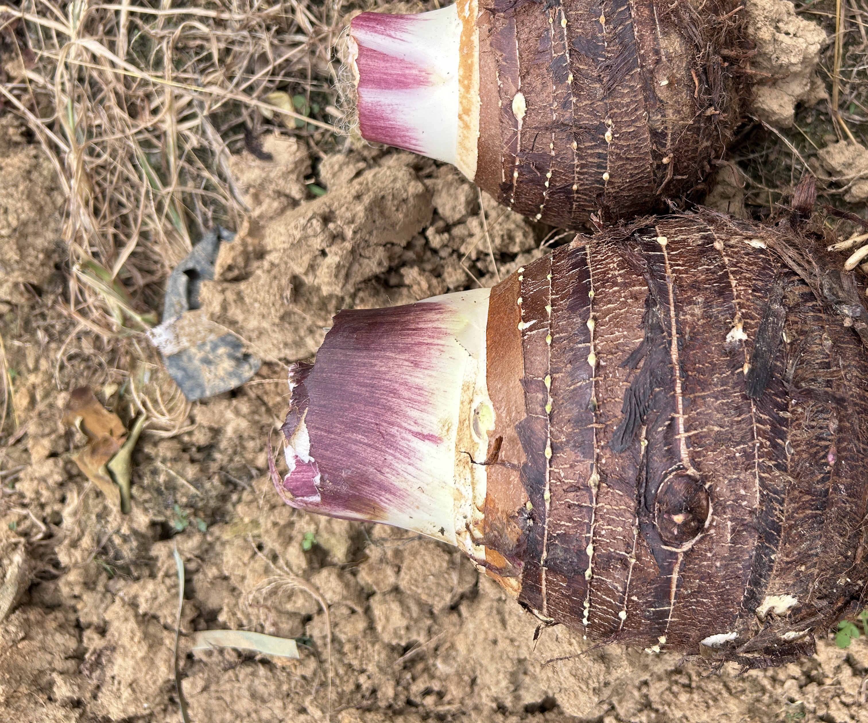 香芋切块浸泡在清水中的场景