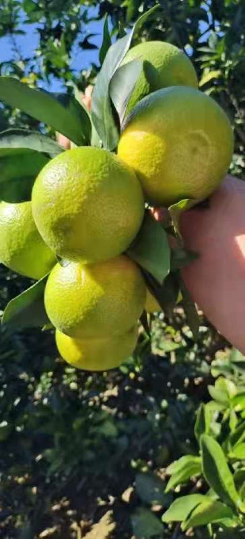 广西崇左扶绥红江橙大量上市中，表皮光滑个头均匀