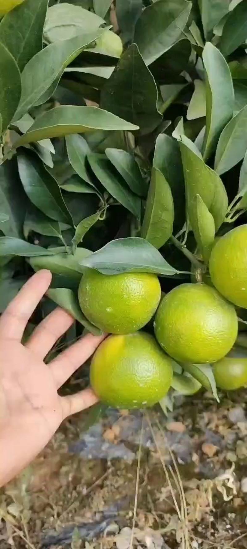 广西崇左扶绥红江橙大量上市中，表皮光滑个头均匀