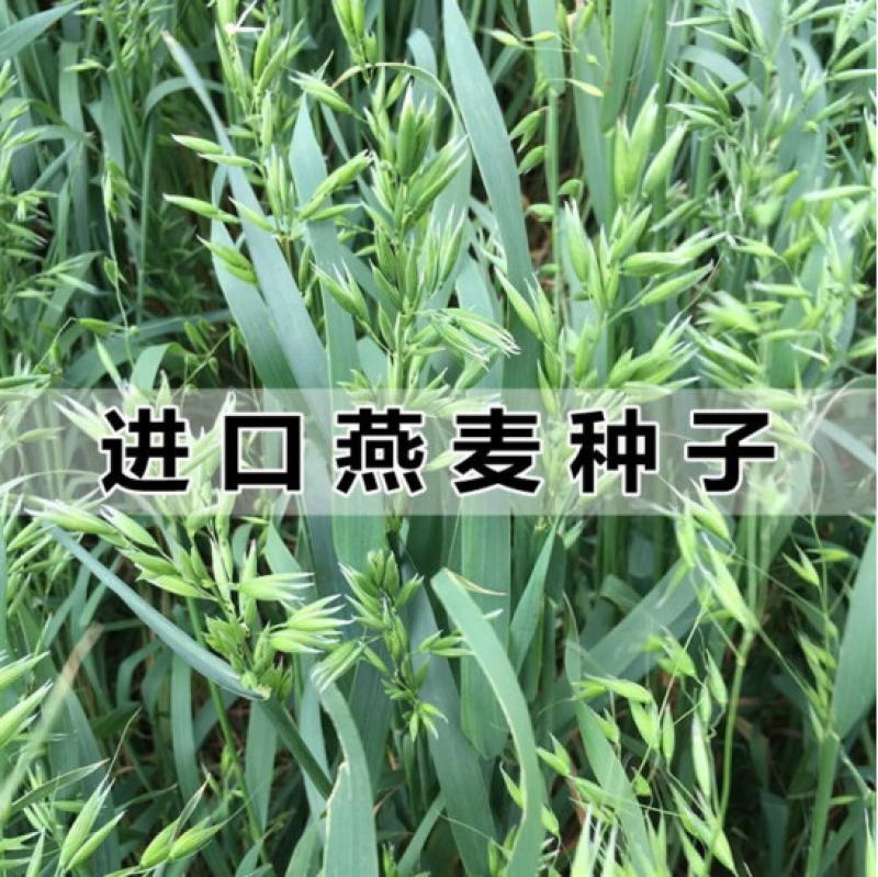 进口饲用燕麦种子燕麦种子高产耐寒耐旱适口性好养殖牧草