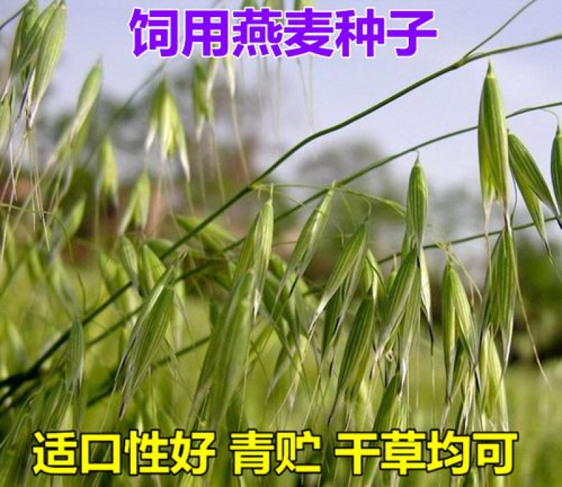 进口饲用燕麦种子燕麦种子高产耐寒耐旱适口性好养殖牧草