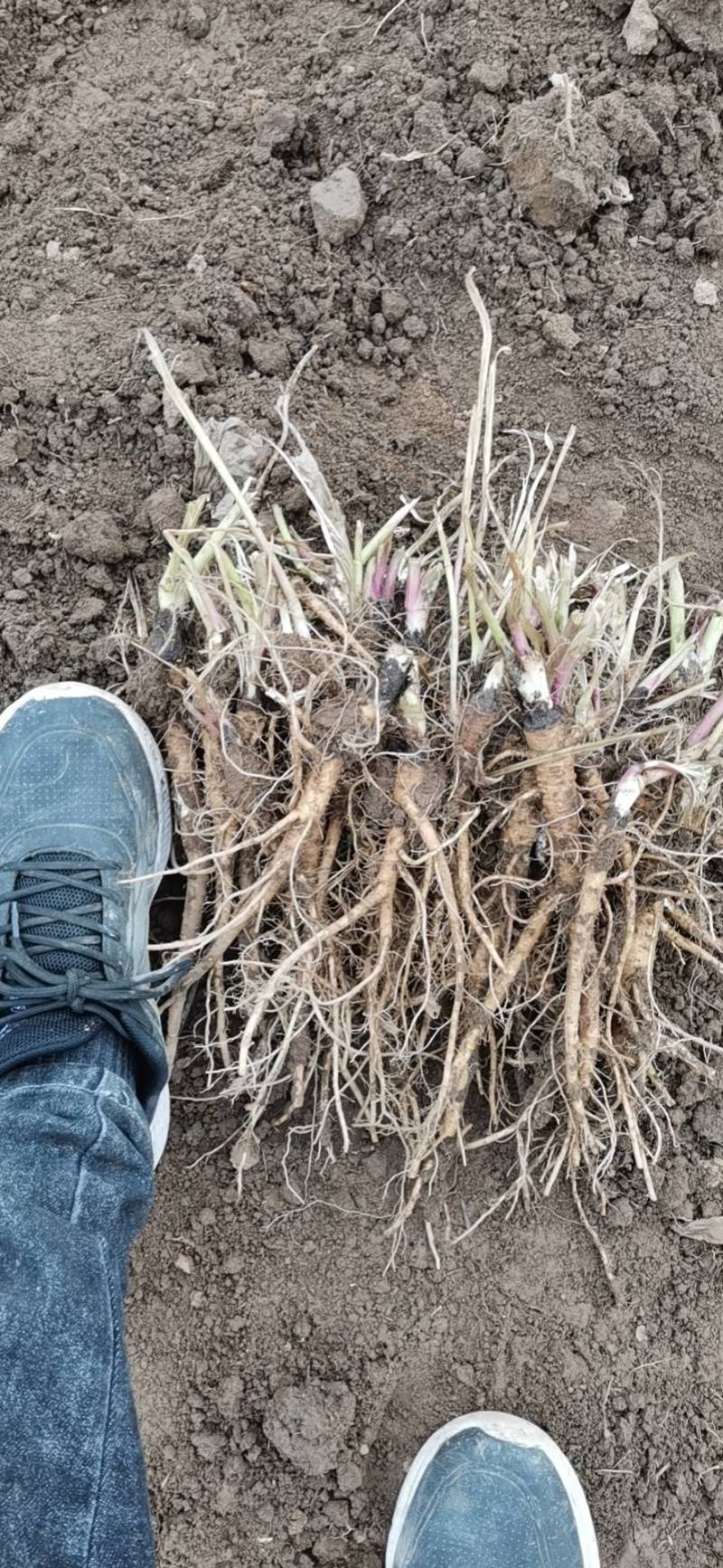 独活种苗肉独活苗甘肃独活苗包技术可回收质量保证