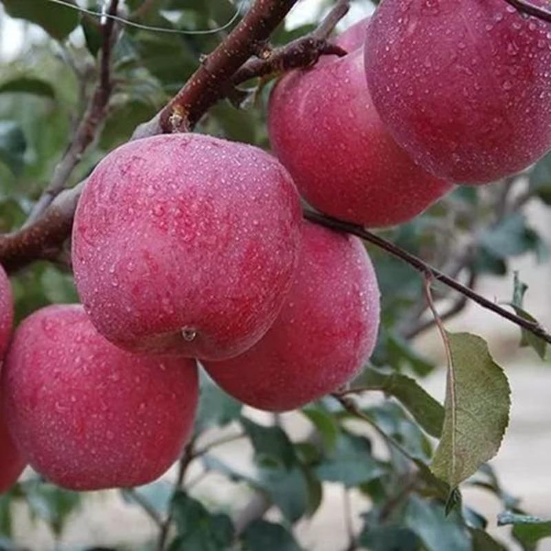 新疆阿克苏冰糖心苹果树苗嫁接苗特大苹果苗盆栽地栽南方北方