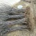新疆阿克苏冰糖心苹果树苗嫁接苗特大苹果苗盆栽地栽南方北方
