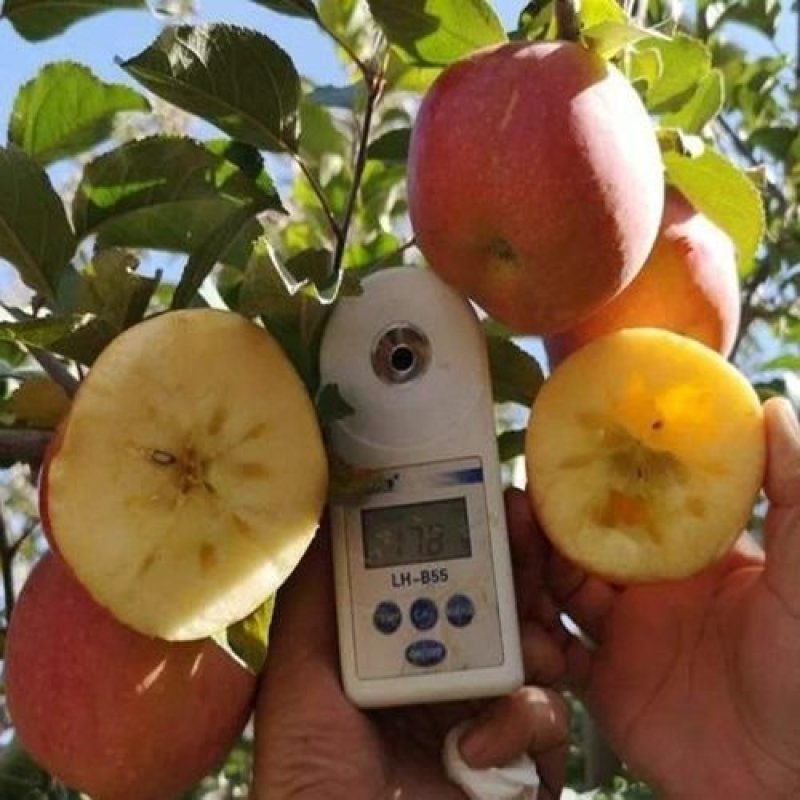新疆阿克苏冰糖心苹果树苗嫁接苗特大苹果苗盆栽地栽南方北方