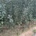 新疆阿克苏冰糖心苹果树苗嫁接苗特大苹果苗盆栽地栽南方北方