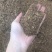 烘干苹果渣1111111111111111