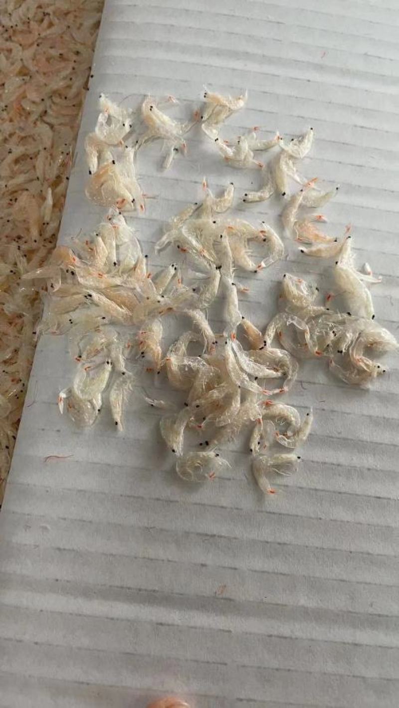 淡干虾皮山东优质虾皮精品货源品质保障