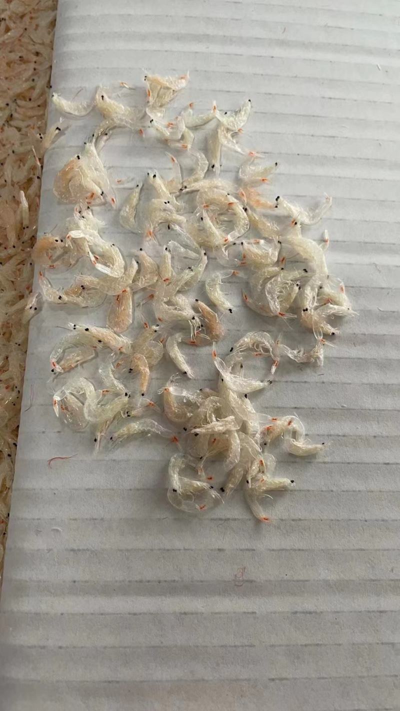 淡干虾皮山东优质虾皮精品货源品质保障