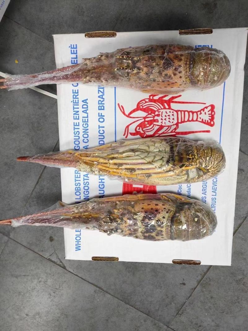 上海宝山江阳水产品澳洲龙虾巴西龙，品质保证，量大从优