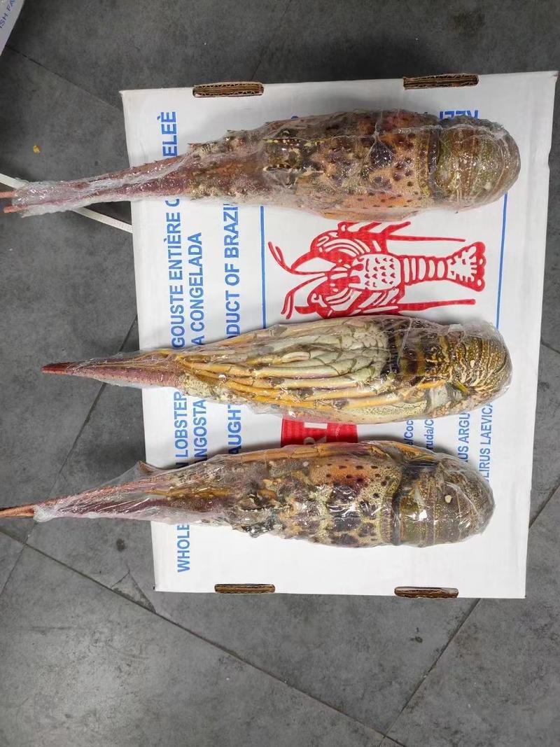 上海宝山江阳水产品澳洲龙虾巴西龙，品质保证，量大从优