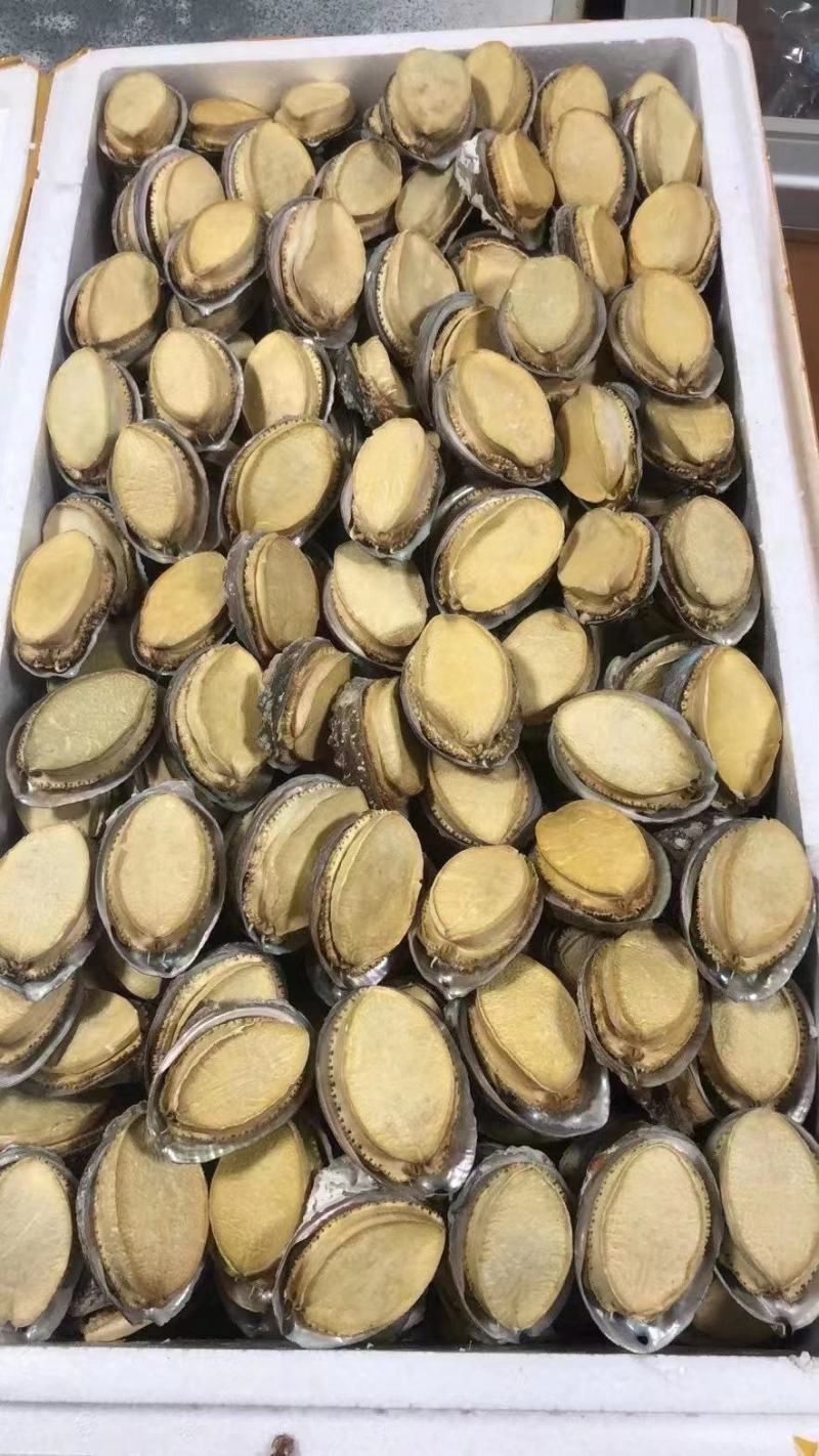 鲍鱼优质鲍鱼山东鲍鱼品质有保障欢迎选购