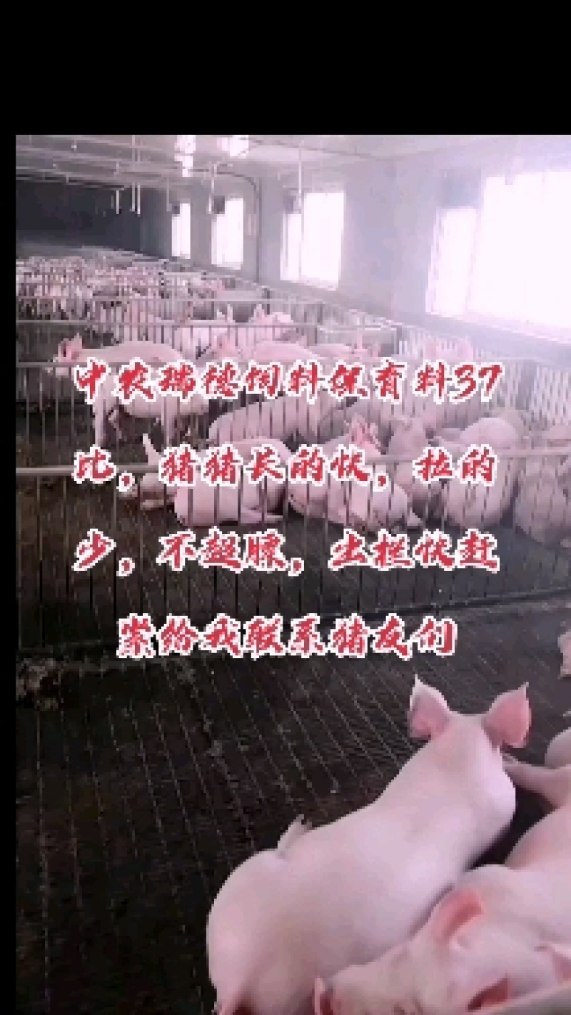 预混料，浓缩料，教槽料，母猪料，应有尽有，诚信经营！