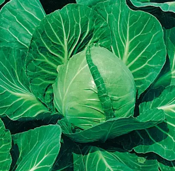 包菜的外观特征