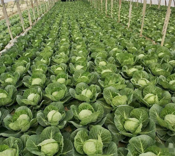 图片说明:浙贝母种植基地,整齐排列的田块,绿意盎然,呈现出良好的生长态势 浙贝母种植基地航拍图