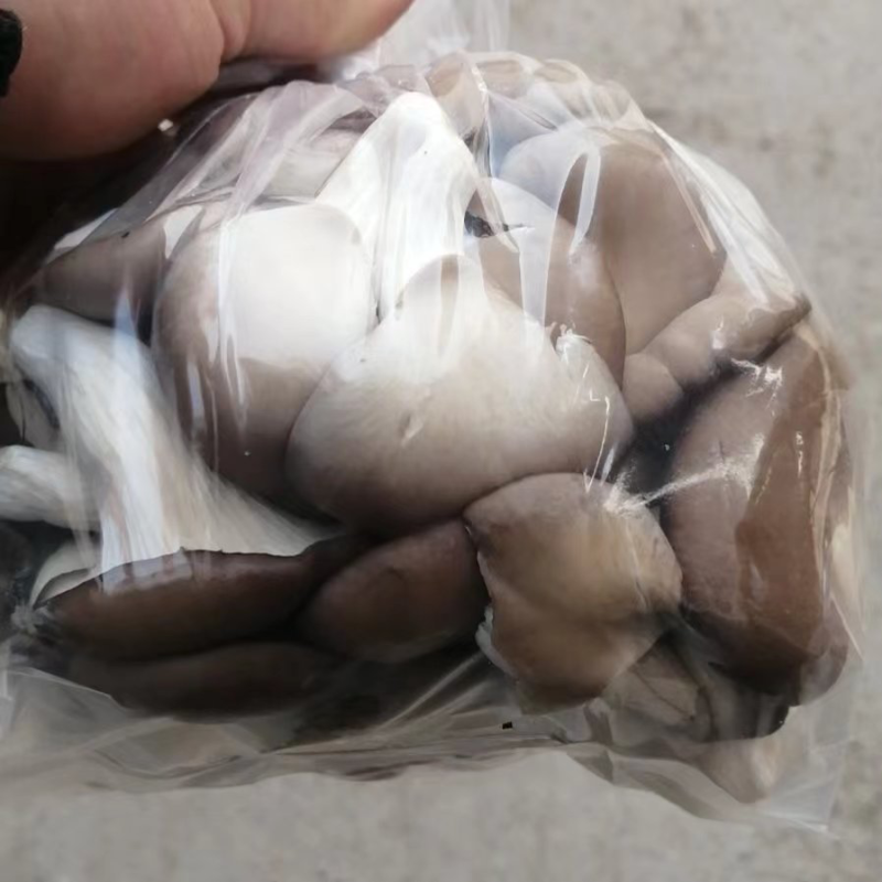 袖珍菇产地直发。大量有货。