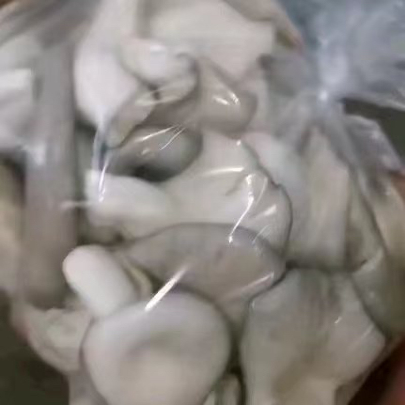 袖珍菇产地直发。大量有货。