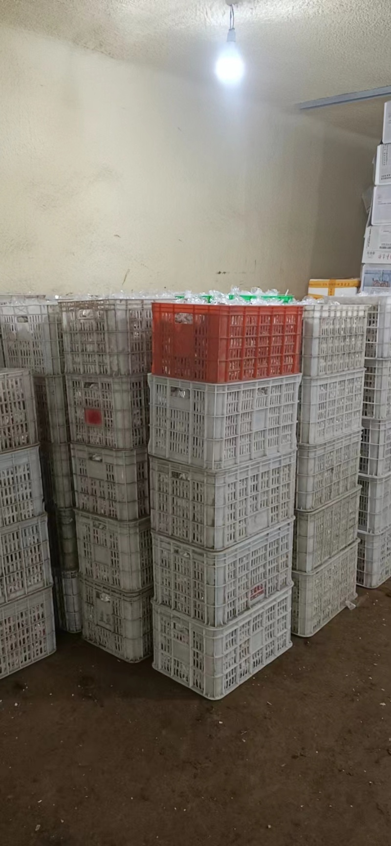 袖珍菇产地直发。大量有货。