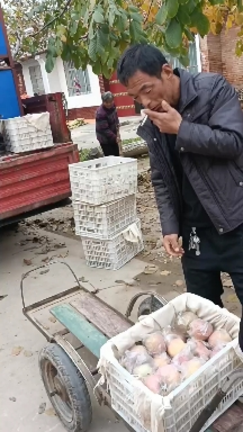 陕西礼泉膜代富士个头大色泽好口感脆甜全国可发